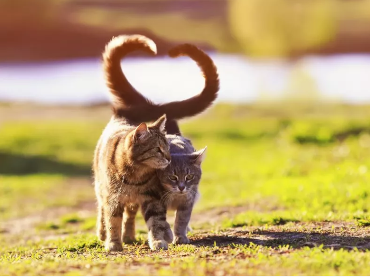 TwoCats